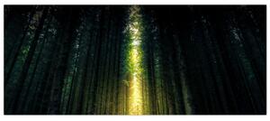 Tablou cu pădurea întunecată (120x50 cm)