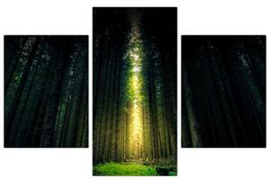 Tablou cu pădurea întunecată (90x60 cm)