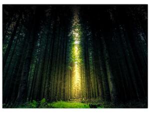 Tablou cu pădurea întunecată (70x50 cm)