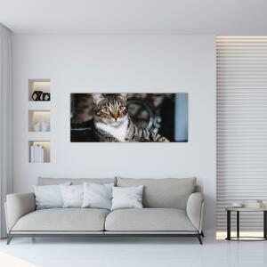 Tablou cu pisica (120x50 cm)