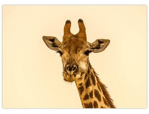 Tablou cu girafe (70x50 cm)