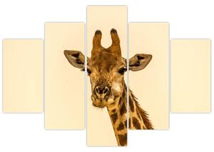 Tablou cu girafe (150x105 cm)