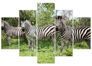 Tablou cu zebre (150x105 cm)