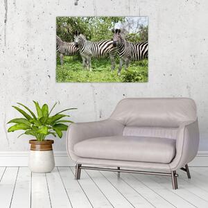 Tablou cu zebre (70x50 cm)