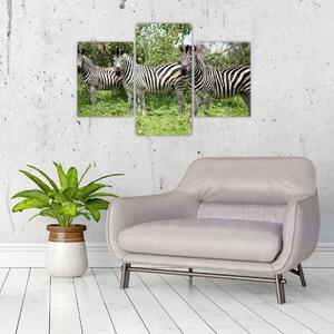 Tablou cu zebre (90x60 cm)