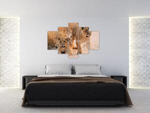 Tablou cu pui de leu (150x105 cm)