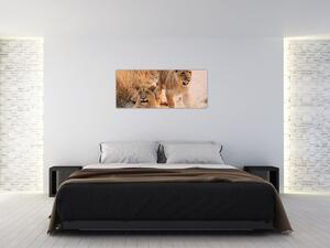 Tablou cu pui de leu (120x50 cm)
