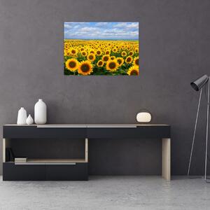 Tablou cu lan de floarea soarelui (70x50 cm)