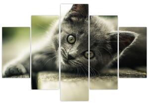 Tablou cu pisicuța (150x105 cm)