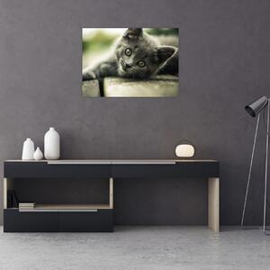Tablou cu pisicuța (70x50 cm)