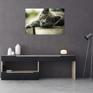 Tablou cu pisicuța (90x60 cm)