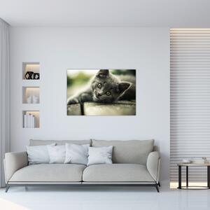 Tablou cu pisicuța (90x60 cm)