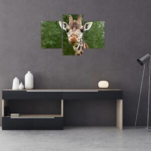 Tablou cu girafa (90x60 cm)