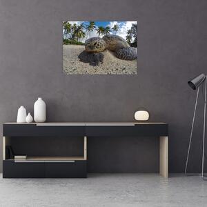 Tablou cu broască țestoasă (70x50 cm)
