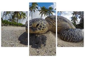 Tablou cu broască țestoasă (90x60 cm)