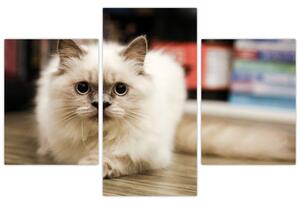 Tablou cu pisica albăr (90x60 cm)