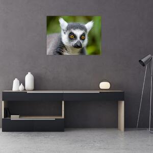 Tablou cu lemur (70x50 cm)