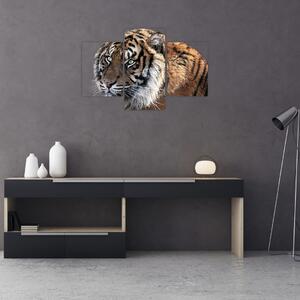 Tablou cu tigrul (90x60 cm)