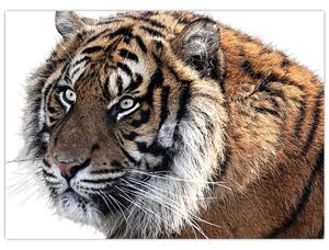 Tablou cu tigrul (70x50 cm)