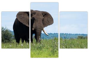 Tablou cu elefant (90x60 cm)
