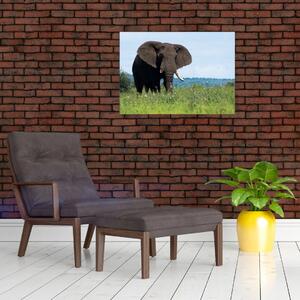 Tablou cu elefant (70x50 cm)