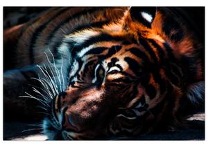 Tablou cu tigrul dormind (90x60 cm)