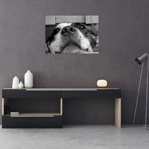 Tablou cu câine (70x50 cm)