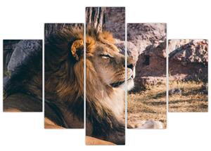 Tablou cu leul dormind (150x105 cm)