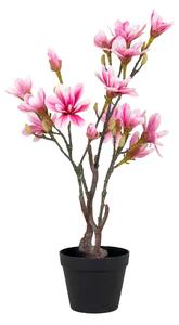 Magnolia Mirelia (verde + roz). 1147146