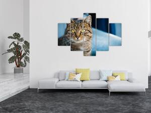 Tablou - Pisica domestică (150x105 cm)