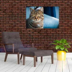 Tablou - Pisica domestică (90x60 cm)