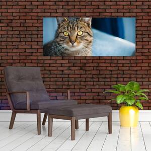 Tablou - Pisica domestică (120x50 cm)