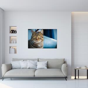 Tablou - Pisica domestică (90x60 cm)