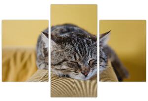 Tablou cu pisica pe fotoliu (90x60 cm)
