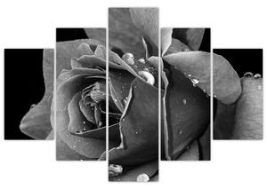 Tablou cu trandafir - albneagră (150x105 cm)