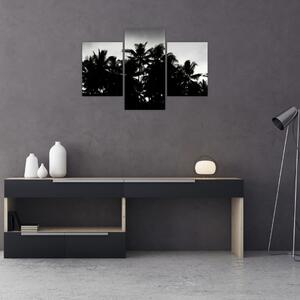 Tablou alb negru - palmieri (90x60 cm)