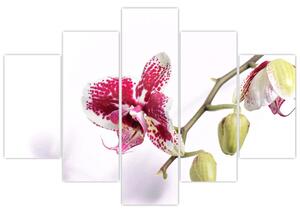 Tablou cu floarea de orhidee (150x105 cm)