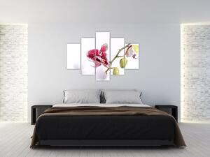 Tablou cu floarea de orhidee (150x105 cm)