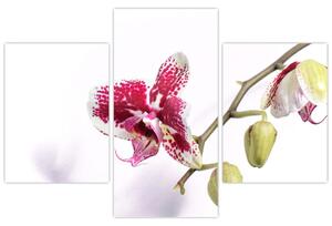 Tablou cu floarea de orhidee (90x60 cm)