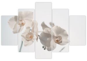 Tablou cu orhidee albă (150x105 cm)