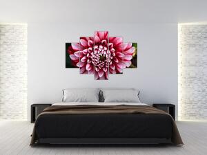 Tablou cu dalie roz (150x105 cm)