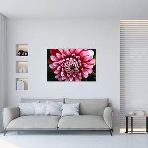 Tablou cu dalie roz (90x60 cm)