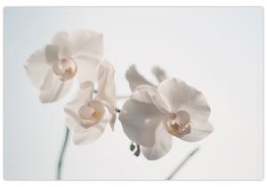 Tablou cu orhidee albă (90x60 cm)