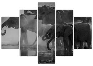 Tablou cu elefanți - albnegru (150x105 cm)