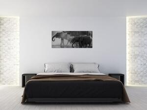 Tablou cu elefanți - albnegru (120x50 cm)