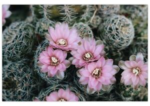 Tablou floare de cactus (90x60 cm)
