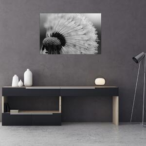 Tablou cu păpădie - albnegru (90x60 cm)