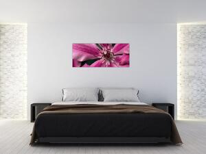 Tablou cu floarea roz de clematis (120x50 cm)