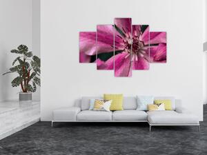 Tablou cu floarea roz de clematis (150x105 cm)