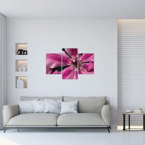 Tablou cu floarea roz de clematis (90x60 cm)
